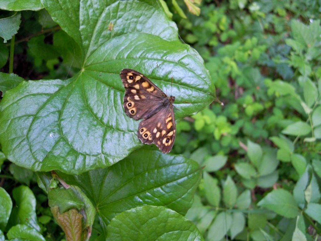 Pararge aegeria, Nymphalidae